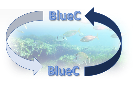 BlueC Logo